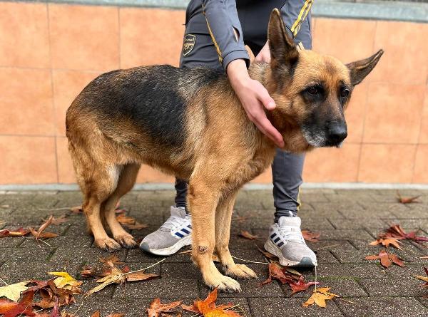 GIANNA PASTORE TEDESCO Foto 5